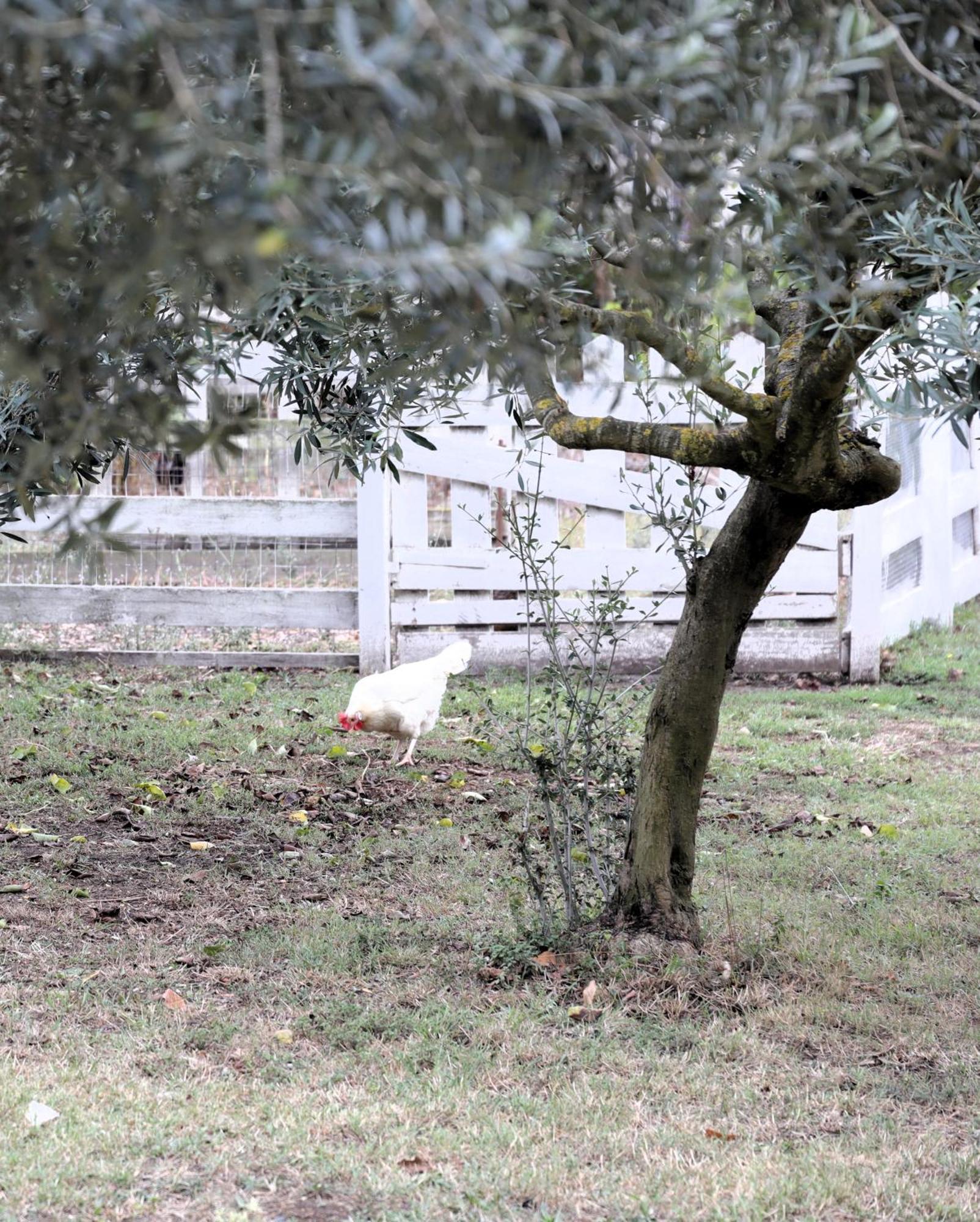 Le Colline 2*